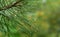 Macro of beautiful long green needles Pinus nigra, Austrian pine or black pine with waterdrops on magic bokeh background