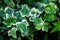 Macro of beautiful, lush green leaves of Common Ivy. Also known as Hedera helix, English ivy or European ivy.