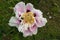Macro of beautiful paeonia rockii or peony suffruticosa pink and white