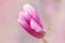Macro of beautiful pink magnolia