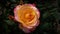 Macro of beautiful pink rose with yellow shades