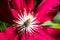 Macro of a beautiful Red Passion clematis pistils and flowers