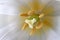 Macro beautiful tulip flower with realistic pistils and stamens of a soft one white pastel blurred color close up