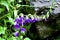 Macro of beautiful violet flowers