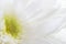 Macro of beautiful white flowers with light green pollen good for love season or valentine day background selective focus