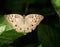 Macro of a Beautiful Winged Brown Butterfly on a Leaf