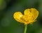 Macro of a beautiful yellow buttercup flower head with lots of details of this plant.