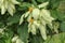 Macro of beautiful yellow Mussaenda flower. White species Mussaenda flower with orange flowers. Mussaenda Don Luz Mag Say Say, Don