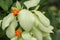 Macro of beautiful yellow Mussaenda flower. White species Mussaenda flower with orange flowers. Mussaenda Don Luz Mag Say Say, Don