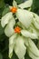 Macro of beautiful yellow Mussaenda flower. White species Mussaenda flower with orange flowers. Mussaenda Don Luz Mag Say Say, Don