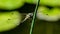 Macro beautiful young black-tailed blue skimmer Orthetrum cancellatum male sitting on green stem