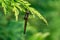 Macro beautiful young black-tailed skimmer Orthetrum cancellatum female.