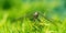 Macro beautiful young black-tailed skimmer Orthetrum cancellatum female on blurred emerald background