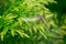 Macro beautiful young black-tailed skimmer Orthetrum cancellatum female on striped leaves of Thuja plicata Zebrina