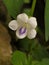 Macro beautifull lily flower