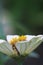 Macro of beautifull white Zinnia Flower.