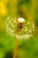 Macro beauty dandelion