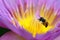 A Macro of bee collect yellow pollen from purple lotus