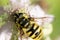 macro bee feeding on black berry flowers