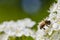 Macro Bee On Flowers