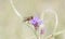 Macro of Bee Fly Perched on Flower Getting Nectar