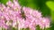 Macro of bee gathering pollen from Milkweed