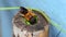 Macro of bee make nest on bamboo