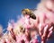 Macro of a bee in a pink Eupatorium flower