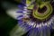 Macro of a bee pollenating a beautiful Bluecrown Passionflower, Passiflora caerulea