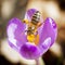 Macro of bee pollinate crocus