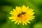 Macro of bee pollinate dandelion