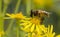 Macro of bee on yellow flower