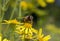 Macro of bee on yellow flower