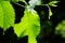 Macro beech leaf in bright sun light