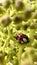 macro beetle insect lady\\\'s blood