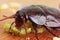 Macro of a Big Brown Cockroach eating crumbs