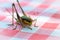 Macro of big green locust grasshopper on striped tablecloth. Close-up of a big locust