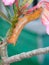 macro big orange skin caterpillar worm eating pink flower and leaf damage green background