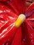 Macro of big red flower with long spadix