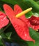 Macro of big red flower with long spadix