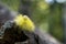 Macro of big yellow hairy caterpillar with red tail Calliteara pudibunda on a dry tree snag