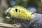 Macro of big yellow hairy caterpillar with red tail Calliteara pudibunda on a dry tree snag