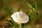 Macro birch bindweed plant, fresh delicate flower grow in the sunny garden