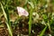 Macro birch bindweed smallflower grow in the sunny garden