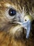 Macro of bird of prey eye and beak