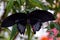 Macro of a black Papilio lowi butterfly