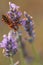 Macro of black and red assassin bug Rhynocoris iracundus on lavender flower