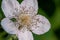 Macro blackberry bud flower