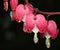 Macro of Bleeding Heart flower