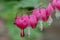 Macro of bleeding heart flowers, also known as `lady in the bath`or lyre flower, photographed at RHS Wisley gardens, UK.